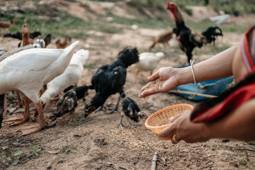 Hand of farmer feeding chicken, hen, duck and goose  with rice and grain at farm in the evening. Natural organic farming concept
