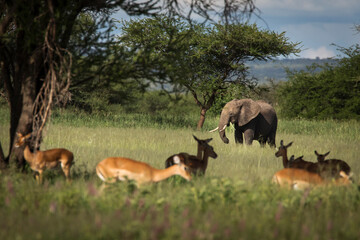 Naklejka na ściany i meble Beautiful elephants and impalas during safari in Tarangire National Park, Tanzania with trees in background.