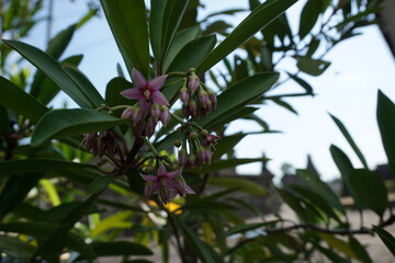 Obraz premium Ardisia elliptica (shoebutton ardisia, duck's eye and coralberry) with a natural background. Indonesian call it lempeni