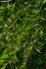 .green himalayan larch branches background