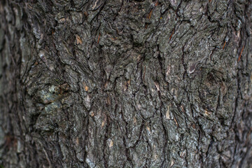 Himalayan Pine Bark backgrownd