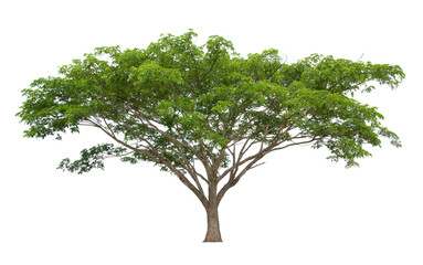 Tree isolate on white background