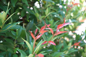 Syzygium oleina in the nature. This plant also Syzygium oleina, pucuk merah, daun pucuk merah, and Syzygium myrtifolium