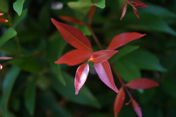 Syzygium oleina in the nature. This plant also Syzygium oleina, pucuk merah, daun pucuk merah, and Syzygium myrtifolium