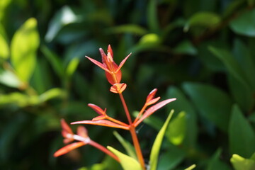 Syzygium oleina in the nature. This plant also Syzygium oleina, pucuk merah, daun pucuk merah, and Syzygium myrtifolium