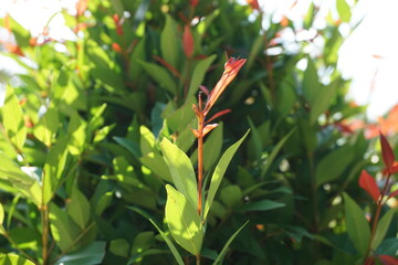 Syzygium oleina in the nature. This plant also Syzygium oleina, pucuk merah, daun pucuk merah, and Syzygium myrtifolium