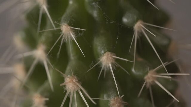 Close macro view of green cactus spines covered with dust. Nice house decoration