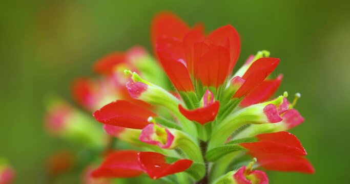 Closeup static shot of Indian Paintbrush flower or Prairie-Fire (Castilleja)