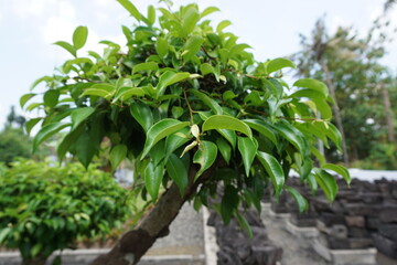 Ficus benjamina (weeping fig, benjamin fig, ficus tree) leaves with a natural background. Indonesian call it beringin, ringin or waringin