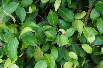 Ficus benjamina (weeping fig, benjamin fig, ficus tree) leaves with a natural background. Indonesian call it beringin, ringin or waringin