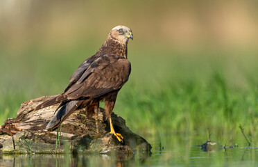Western Marsh harrier ( Circus aeruginosus )  - male