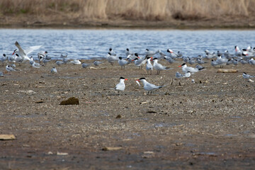 Smaller colony of birds, Caspian and Common terns on the shores of Lake Michigan in Wisconsin.
