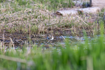 Obraz premium The killdeer (Charadrius vociferus) on a coastal wetlands 