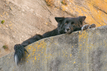 bored dog laying on stone wall outdoors