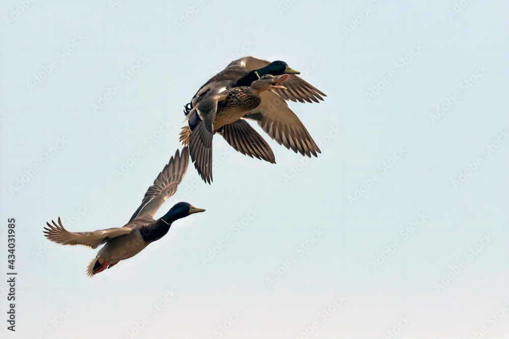 Wall mural The mallard ducks ,hen and drakes in flight