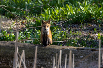 The red fox (Vulpes vulpes) , small, young fox in front of fox burrow.