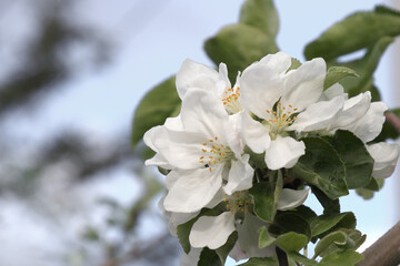 Blooming apple tree in the garden.