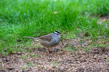 The White-crowned Sparrow  (Zonotrichia leucophrys) is a species  bird native to North America.