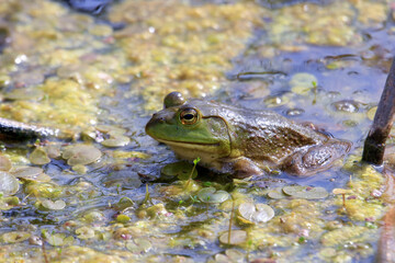 Obraz premium Lithobates catesbeianus - a series of photos showing the impressive amphibian basking