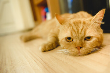 Cute little orange cat lying on the floor of the house.