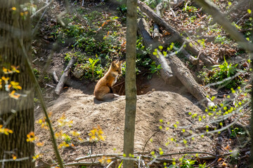 The red fox (Vulpes vulpes) , small, young fox in front of fox burrow.