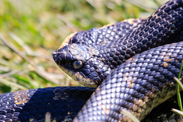 An all black eastern hognose snake flaring out it's neck in a defensive mechanism. This snake is...