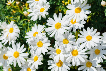 A lots of beautiful white daisies in the summer field. Selective focus. Floral background.