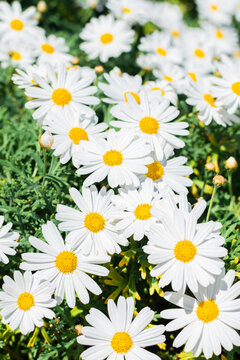 A lots of beautiful white daisies in the summer field. Selective focus. Floral background. Vertical photo. © alurk