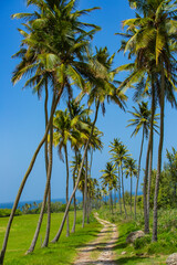 Coconut Trees