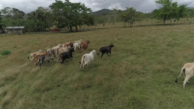 vacas de latinoamerica, Panam&aacute;
