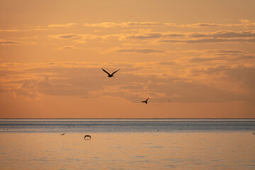 Seagulls Soaring Over the Placid Waters of Lake Ontario, Early This Spring Morning in Burlington, Ontario