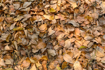 Top view of Dry leaves fall off. ideal for backgrounds and textures.