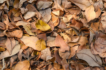 Top view of Dry leaves fall off. ideal for backgrounds and textures.