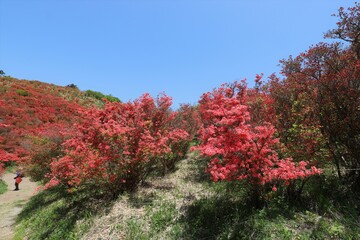 葛城山　満開のツツジ