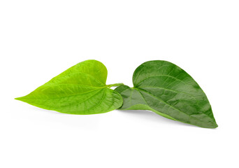 Green Piper betel leaf isolated on the white background. Thai herb, Thai food (Wildbetal Leafbush)...