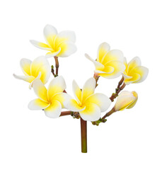 beautiful plumeria rubra flowers isolated on White background