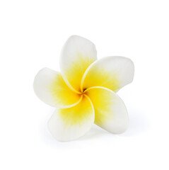 Fototapeta na wymiar beautiful white plumeria rubra flower isolated on White background