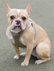 Fototapeta premium 2-Year-Old exotic tan female Frenchie sitting and looking at camera. Off-leash dog park in Northern California.