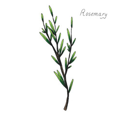 Fototapeta na wymiar Rosemary. Sprig of plants with leaves. Fragrant Italian seasoning for food. Drawing in the old vintage style. Hand-drawn ink sketch. Isolated illustration