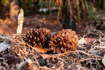 pine cones in forest