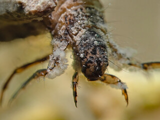 caddisfly larva underwater in freshwater, Köcherfliegenlarve 