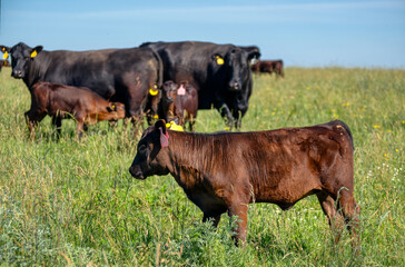 Black Angus calves graze on a green meadow.