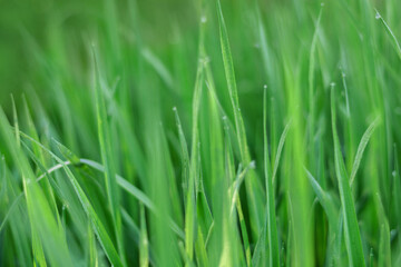 Fototapeta na wymiar Green grass on green background
