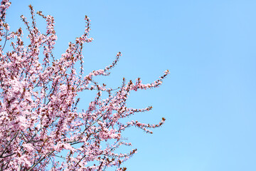 Beautiful blossoming tree branches on sky background