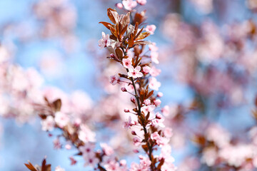 Beautiful blossoming tree branches on sky background, closeup