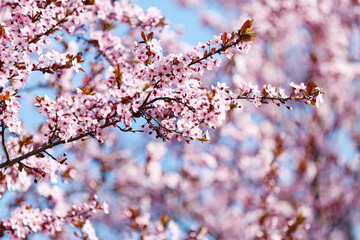 Beautiful blossoming tree branches outdoors, closeup