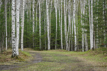 birch forest in spring, trail through the trees, white smooth trunks, calm wallpaper, background
