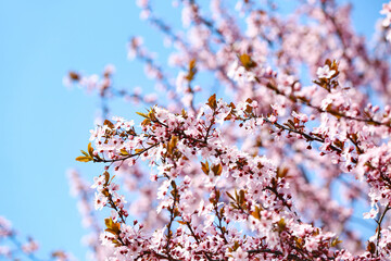 Beautiful blossoming tree branches on sky background, closeup