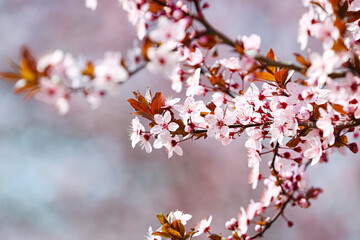 Beautiful blossoming tree branches outdoors, closeup