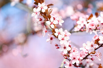 Beautiful blossoming tree branches on sky background, closeup